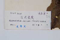 大星蕨藏品圖，第2張