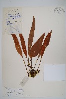 石葦藏品圖，第1張