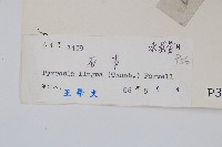 石葦藏品圖，第2張