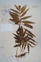 橢圓線蕨藏品圖，第1張