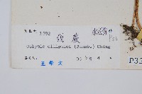 橢圓線蕨藏品圖，第2張