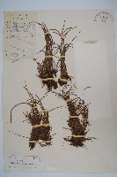 小葉書帶蕨藏品圖，第1張