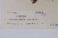 小葉書帶蕨藏品圖，第2張