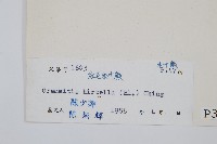 紅毛禾葉蕨藏品圖，第2張