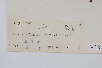 石葦藏品圖，第2張