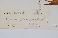 抱樹石葦藏品圖，第2張