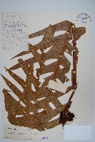 崖薑蕨藏品圖，第1張