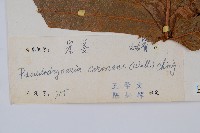 崖薑蕨藏品圖，第2張