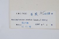 盾蕨藏品圖，第2張