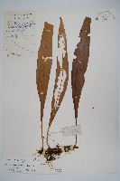 大星蕨藏品圖，第1張