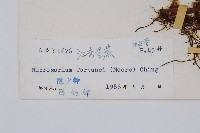 大星蕨藏品圖，第2張