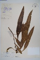 波氏星蕨藏品圖，第1張