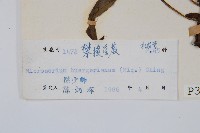 波氏星蕨藏品圖，第2張