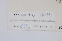 粵瓦葦藏品圖，第2張