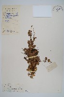 抱樹蕨、伏石蕨藏品圖，第1張