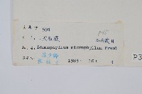 抱樹蕨、伏石蕨藏品圖，第2張