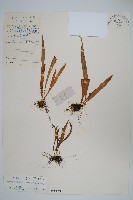 瓦葦藏品圖，第1張