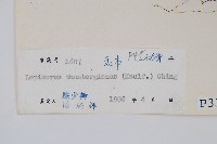 瓦葦藏品圖，第2張