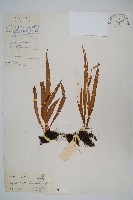 瓦葦藏品圖，第1張