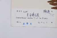 南海鱗毛蕨藏品圖，第2張