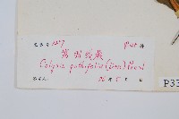 大線蕨藏品圖，第2張