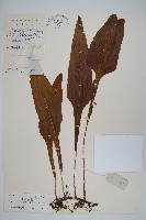 萊氏線蕨藏品圖，第1張