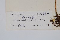 萊氏線蕨藏品圖，第2張