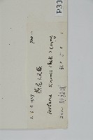 燕尾三叉蕨藏品圖，第2張