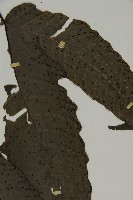 燕尾三叉蕨藏品圖，第3張