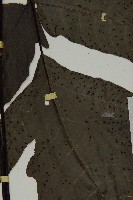 燕尾三叉蕨藏品圖，第4張