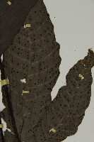 燕尾三叉蕨藏品圖，第5張