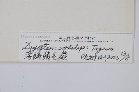 落鱗鱗毛蕨藏品圖，第2張