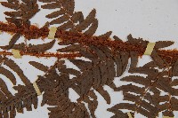 闊鱗鱗毛蕨藏品圖，第3張