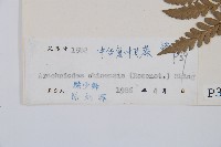 中華複葉耳蕨藏品圖，第2張