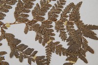 中華複葉耳蕨藏品圖，第3張
