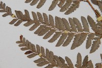 中華複葉耳蕨藏品圖，第5張
