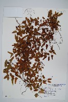 小葉海金沙藏品圖，第1張