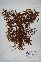 小葉海金沙藏品圖，第1張