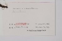 疏網鳳丫蕨藏品圖，第5張