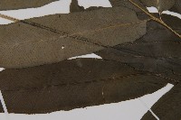 疏網鳳丫蕨藏品圖，第6張