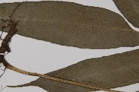 疏網鳳丫蕨藏品圖，第7張