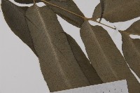 疏網鳳丫蕨藏品圖，第8張