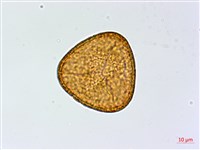 疏網鳳丫蕨藏品圖，第2張