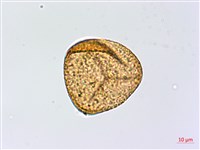 疏網鳳丫蕨藏品圖，第3張