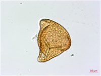 疏網鳳丫蕨藏品圖，第4張