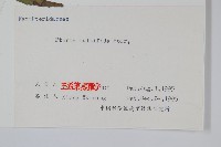 鳳尾蕨藏品圖，第2張