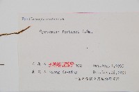 貫眾蕨藏品圖，第2張