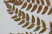 貫眾蕨藏品圖，第5張