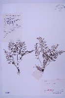 華中鐵角蕨藏品圖，第1張