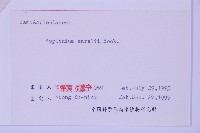 華中鐵角蕨藏品圖，第3張
